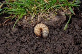 Lawn Pest Control