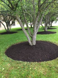 Enhance Your Commercial Landscape Appearance With Mulch