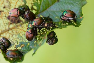 Pests Are Invading: Stop The Infestation!