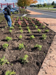 Priority Landscape commercial plant installation