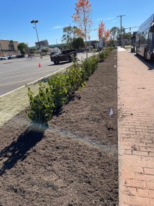 Preparing Your Landscape for Fall: Essential Maintenance Tips