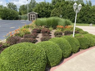 The Art of Trimming and Pruning