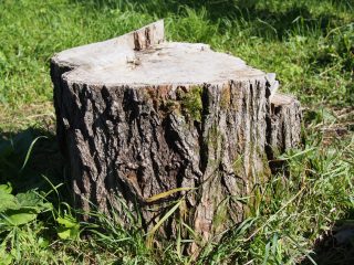 Clearing the Way: Effective Techniques for Stump Removal